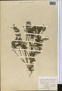 Скандикс гребенчатый, Скандикс венерин гребень L., Средняя Азия и Казахстан, Сырдарьинские пустыни и Кызылкумы (M7) (Узбекистан)