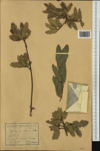 Quercus trojana Webb, Западная Европа (EUR) (Болгария)