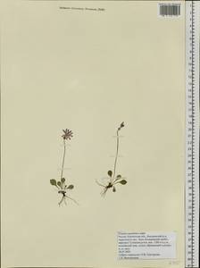 Первоцвет клинолистный Ledeb., Сибирь, Чукотка и Камчатка (S7) (Россия)