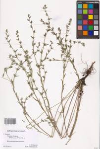 MHA 0 153 514, Буглосоидес полевой, Воробейник полевой (L.) I.M.Johnst., Восточная Европа, Центральный район (E4) (Россия)