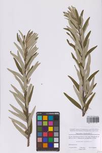 Облепиха крушиновая, Облепиха обыкновенная L., Восточная Европа, Московская область и Москва (E4a) (Россия)