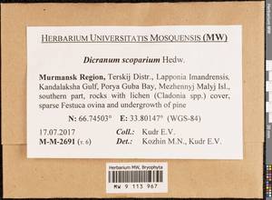 Dicranum scoparium Hedw., Гербарий мохообразных, Мхи - Карелия, Ленинградская и Мурманская области (B4) (Россия)
