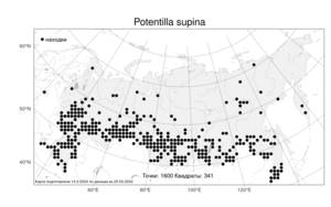 Potentilla supina, Лапчатка лежачая, Лапчатка низкая L., Атлас флоры России (FLORUS) (Россия)