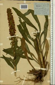 Наперстянка крупноцветковая Mill., Восточная Европа, Молдавия (E13a) (Молдавия)