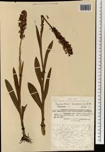 Кокушник длиннорогий (L.) R.Br., Монголия (MONG) (Монголия)