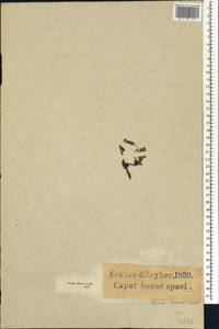 Oxalis bifurca G.Lodd., Африка (AFR) (ЮАР)