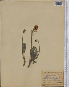 Astragalus depressus, Западная Европа (EUR) (Болгария)