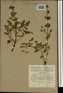 Salvia pinnata L., Зарубежная Азия (ASIA) (Израиль)
