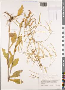 Catolobus pendulus (L.) Al-Shehbaz, Сибирь, Западная Сибирь (S1) (Россия)