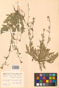 Пастушья сумка обыкновенная (L.) Medik., Восточная Европа, Северо-Западный район (E2) (Россия)