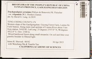 Trachypodopsis serrulata (P. Beauv.) M. Fleisch., Гербарий мохообразных, Мхи - Азия (вне границ бывшего СССР) (BAs) (КНР)