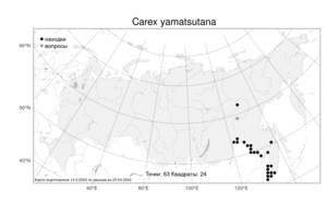 Carex yamatsutana, Осока большеплодная Ohwi, Атлас флоры России (FLORUS) (Россия)