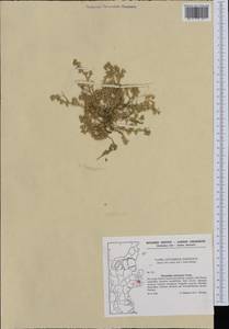 Scleranthus annuus subsp. polycarpos (L.) Thell., Западная Европа (EUR) (Дания)