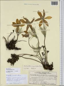 Pulsatilla patens subsp. angustifolia (Turcz.) Grey-Wilson, Сибирь, Центральная Сибирь (S3) (Россия)