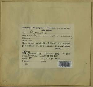 Climacium dendroides (Hedw.) F. Weber & D. Mohr, Гербарий мохообразных, Мхи - Центральное Нечерноземье (B6) (Россия)