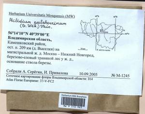 Ptilidium pulcherrimum (Weber) Vain., Гербарий мохообразных, Мхи - Центральное Нечерноземье (B6) (Россия)