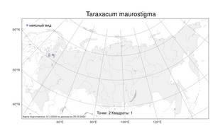 Taraxacum maurostigma Markl., Атлас флоры России (FLORUS) (Россия)