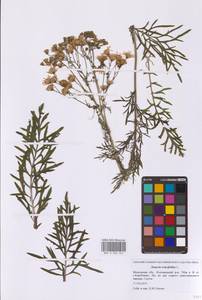 Якобея эруколистная, Восточная Европа, Московская область и Москва (E4a) (Россия)