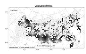 Lactuca sibirica, Латук сибирский, Молокан сибирский (L.) Benth. ex Maxim., Атлас флоры России (FLORUS) (Россия)