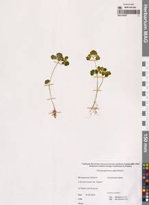 Селезеночник очереднолистный L., Сибирь, Чукотка и Камчатка (S7) (Россия)