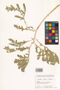 Катран татарский Sebeók, Восточная Европа, Южно-Украинский район (E12) (Украина)