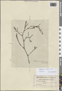 Спорыш Белларди, Горец Белларди All., Западная Европа (EUR) (Германия)