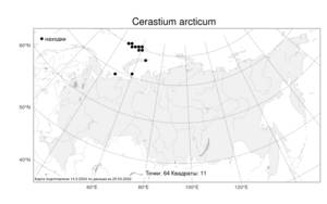 Cerastium arcticum, Ясколка арктическая Lange, Атлас флоры России (FLORUS) (Россия)