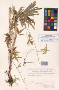 Борец железистый Rapaics, Сибирь, Чукотка и Камчатка (S7) (Россия)