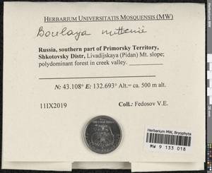 Boulaya mittenii (Broth.) Cardot, Гербарий мохообразных, Мхи - Дальний Восток (без Чукотки и Камчатки) (B20) (Россия)