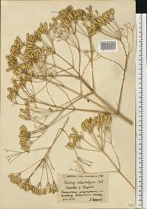 Прангос противозубный (Pall.) Herrnst. & Heyn, Восточная Европа, Нижневолжский район (E9) (Россия)