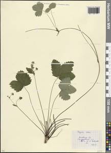 Земляника лесная L., Восточная Европа, Московская область и Москва (E4a) (Россия)