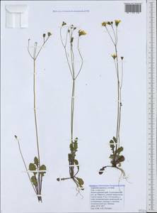 Crepis sancta subsp. sancta, Кавказ, Черноморское побережье (от Новороссийска до Адлера) (K3) (Россия)