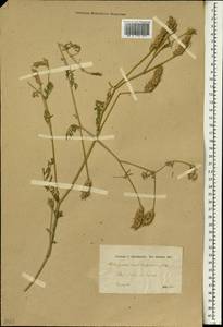 Astragalus aduncus Willd., Зарубежная Азия (ASIA) (Сирия)