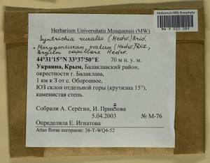 Rosulabryum capillare (Hedw.) J.R. Spence, Гербарий мохообразных, Мхи - Крым (B3a) (Россия)