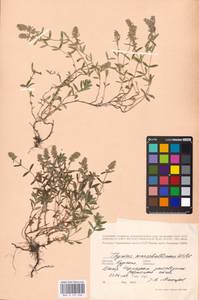 MHA 0 157 206, Thymus pannonicus All., Восточная Европа, Центральный лесостепной район (E6) (Россия)
