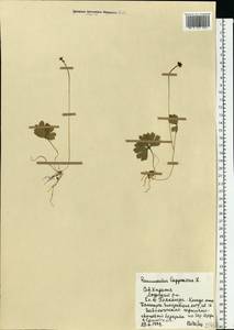 Coptidium lapponicum (L.) Á. Löve & D. Löve, Восточная Европа, Северный район (E1) (Россия)
