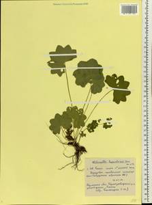 Манжетка северная Juz., Восточная Европа, Восточный район (E10) (Россия)