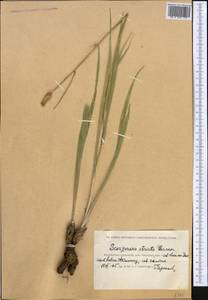 Pseudopodospermum tauricum (M. Bieb.) Vasjukov & Saksonov, Средняя Азия и Казахстан, Прикаспийский Устюрт и Северное Приаралье (M8) (Казахстан)