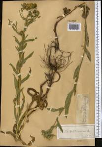 Pentanema britannicum (L.) D.Gut.Larr., Santos-Vicente, Anderb., E.Rico & M.M.Mart.Ort., Средняя Азия и Казахстан, Джунгарский Алатау и Тарбагатай (M5) (Казахстан)