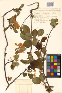 Яблоня лесная Mill., Восточная Европа, Средневолжский район (E8) (Россия)