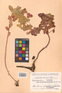 Молочай рощевый Rupr., Сибирь, Дальний Восток (S6) (Россия)