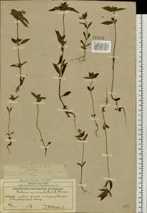 Галения рогатая (L.) Cornaz, Сибирь, Чукотка и Камчатка (S7) (Россия)