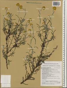 Helichrysum stoechas (L.) Moench, Зарубежная Азия (ASIA) (Кипр)