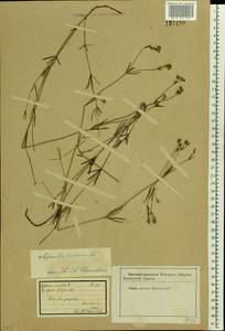 Asperula tinctoria L., Восточная Европа, Восточный район (E10) (Россия)