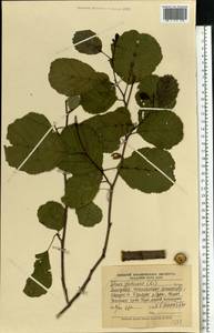 Ольха клейкая, Ольха черная (L.) Gaertn., Восточная Европа, Средневолжский район (E8) (Россия)