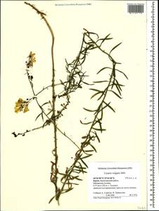 Льнянка обыкновенная Mill., Крым (KRYM) (Россия)