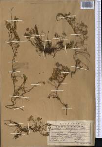 Чабрец, Средняя Азия и Казахстан, Северный и Центральный Тянь-Шань (M4) (Казахстан)