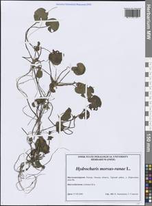 Водокрас обыкновенный, Водокрас лягушачий L., Сибирь, Западная Сибирь (S1) (Россия)