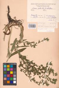 MHA 0 152 710, Нонея темная, Нонея темно-бурая (L.) DC., Восточная Европа, Средневолжский район (E8) (Россия)