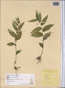 Polygonatum pubescens (Willd.) Pursh, Америка (AMER) (США)
